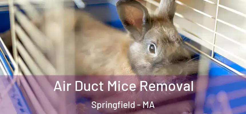  Air Duct Mice Removal Springfield - MA